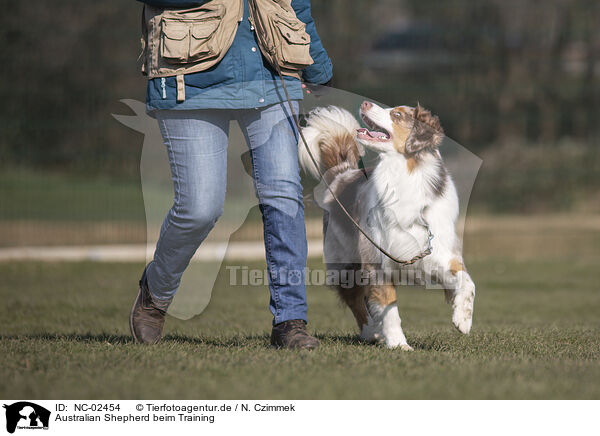 Australian Shepherd beim Training / Australian Shepherd at training / NC-02454