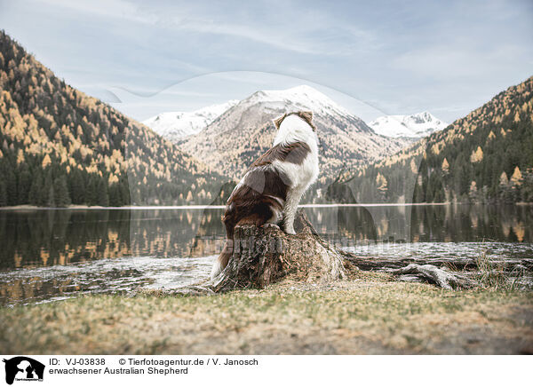erwachsener Australian Shepherd / adult Australian Shepherd / VJ-03838