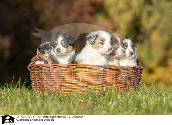 Australian Shepherd Welpen / Australian Shepherd Puppies / VJ-04084