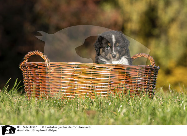 Australian Shepherd Welpe / Australian Shepherd Puppy / VJ-04087