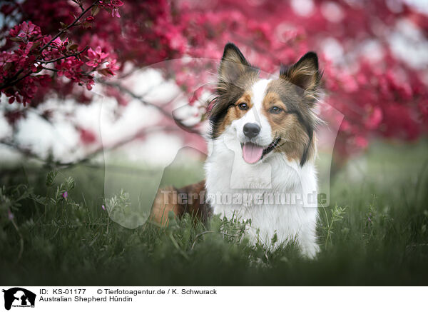 Australian Shepherd Hndin / female Australian Shepherd / KS-01177