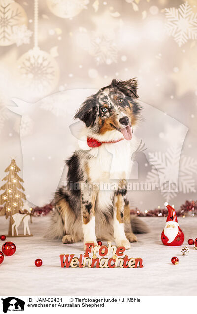 erwachsener Australian Shepherd / adult Australian Shepherd / JAM-02431