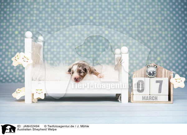 Australian Shepherd Welpe / Australian Shepherd Puppy / JAM-02494