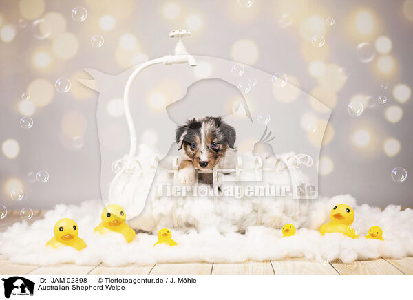 Australian Shepherd Welpe / Australian Shepherd Puppy / JAM-02898