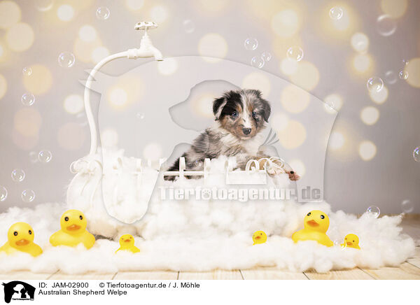 Australian Shepherd Welpe / JAM-02900