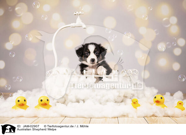 Australian Shepherd Welpe / JAM-02907