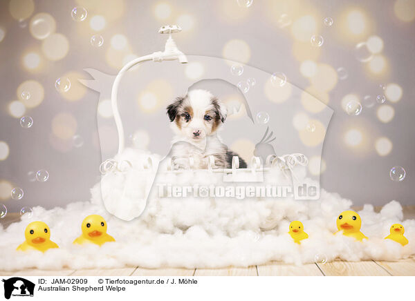 Australian Shepherd Welpe / JAM-02909