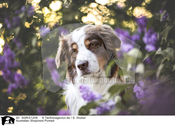 Australian Shepherd Portrait / SGR-01208