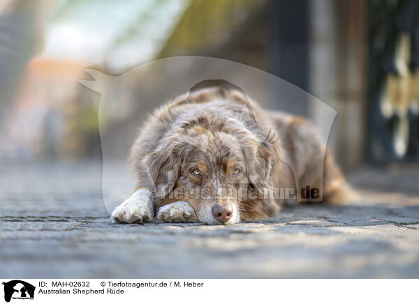 Australian Shepherd Rde / male Australian Shepherd / MAH-02632