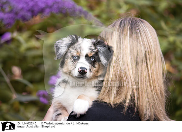 junger Australian Shepherd / young Australian Shepherd / LH-02245