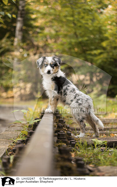 junger Australian Shepherd / young Australian Shepherd / LH-02247