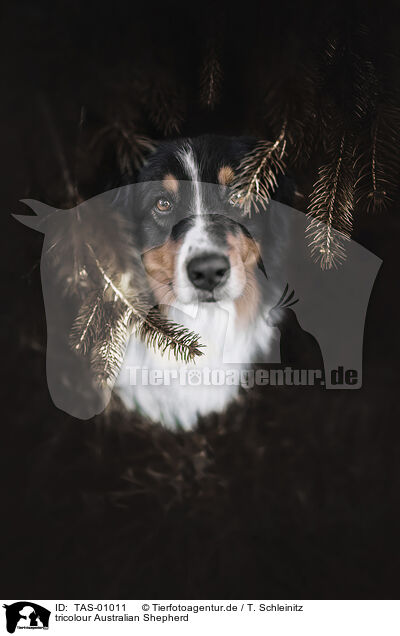 tricolour Australian Shepherd / tricolour Australian Shepherd / TAS-01011