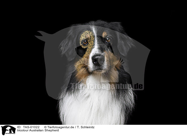 tricolour Australian Shepherd / tricolour Australian Shepherd / TAS-01022