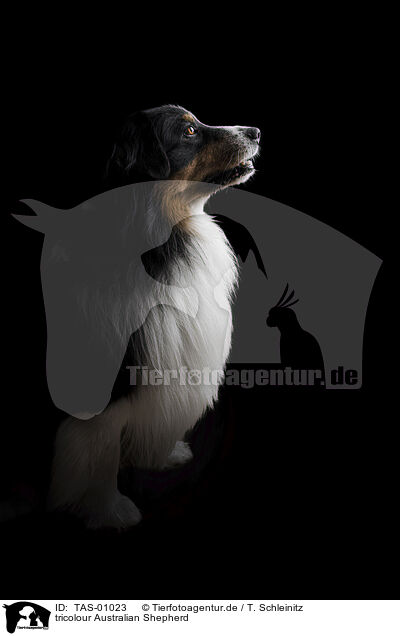 tricolour Australian Shepherd / TAS-01023