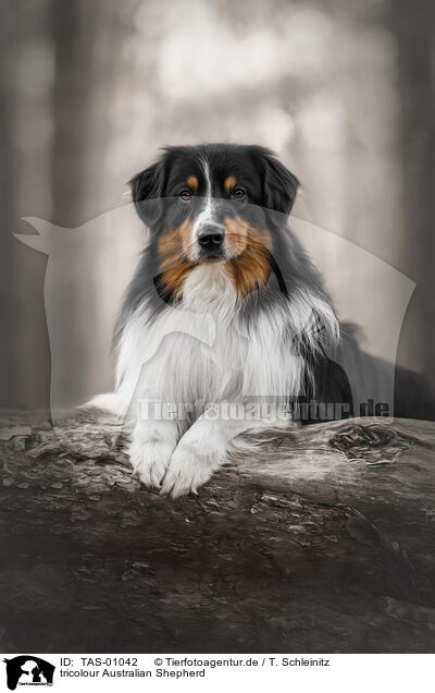 tricolour Australian Shepherd / tricolour Australian Shepherd / TAS-01042
