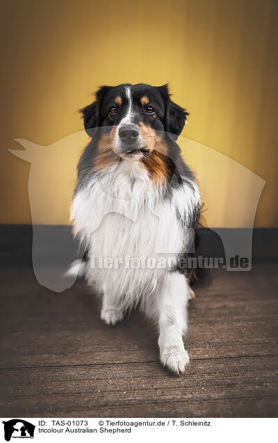 tricolour Australian Shepherd / TAS-01073