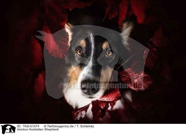 tricolour Australian Shepherd / TAS-01074