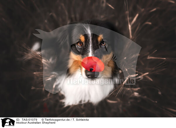 tricolour Australian Shepherd / tricolour Australian Shepherd / TAS-01079