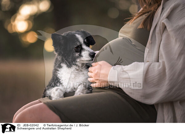 Schwangere und Australian Shepherd / JEB-02042