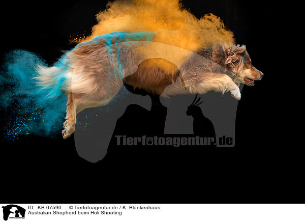 Australian Shepherd beim Holi Shooting / KB-07590