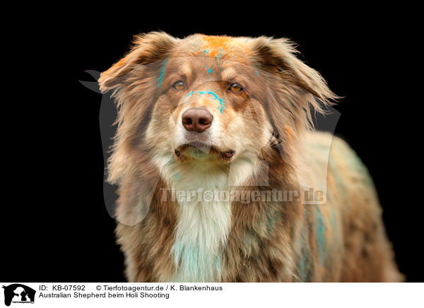 Australian Shepherd beim Holi Shooting / KB-07592