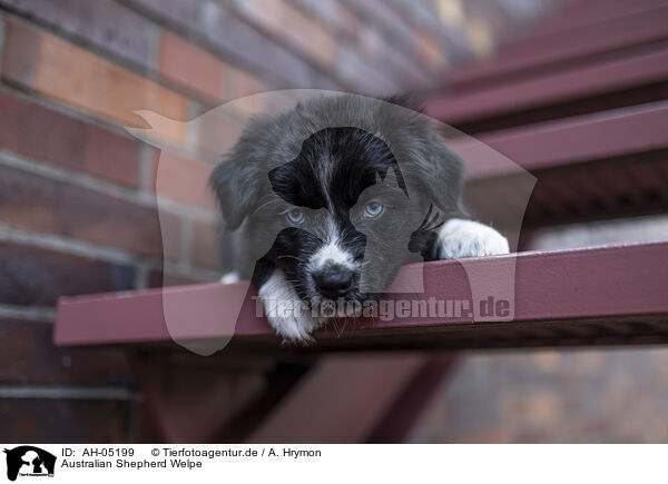 Australian Shepherd Welpe / Australian Shepherd Puppy / AH-05199