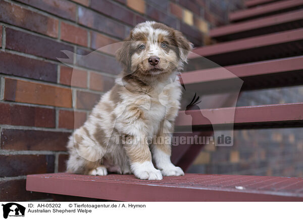 Australian Shepherd Welpe / Australian Shepherd Puppy / AH-05202