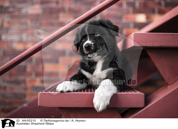 Australian Shepherd Welpe / Australian Shepherd Puppy / AH-05210