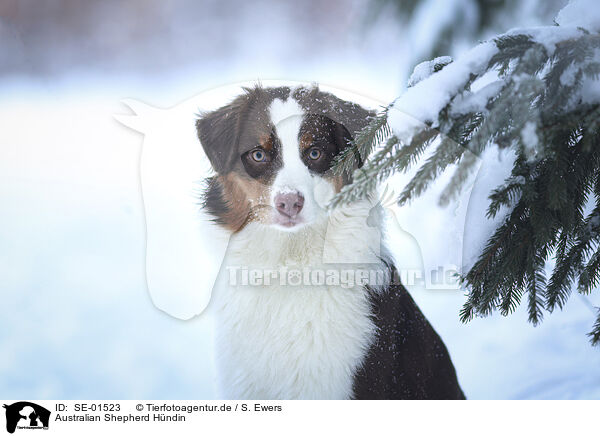 Australian Shepherd H�ndin / female Australian Shepherd / SE-01523