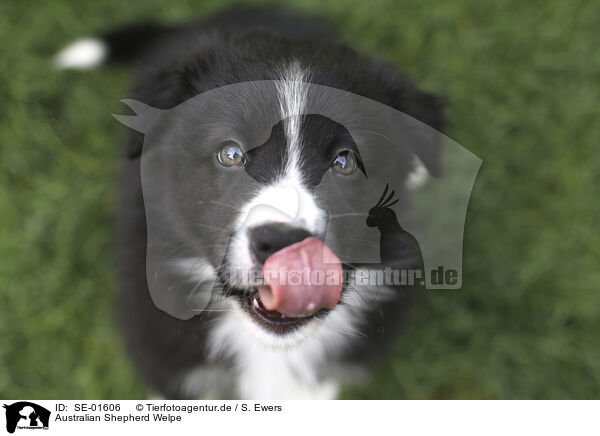 Australian Shepherd Welpe / Australian Shepherd Puppy / SE-01606