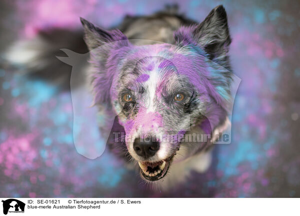 blue-merle Australian Shepherd / SE-01621