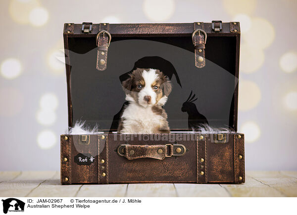Australian Shepherd Welpe / Australian Shepherd Puppy / JAM-02967