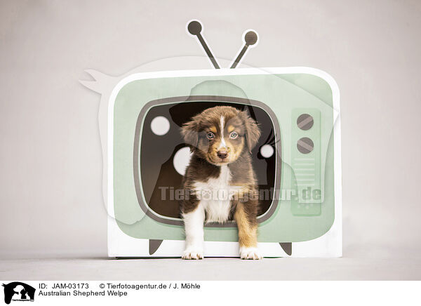 Australian Shepherd Welpe / Australian Shepherd Puppy / JAM-03173