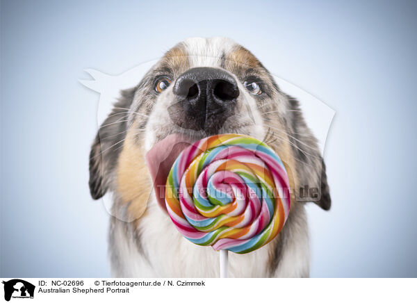Australian Shepherd Portrait / Australian Shepherd Portrait / NC-02696