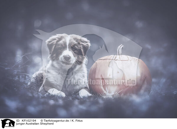 junger Australian Shepherd / KFI-02194