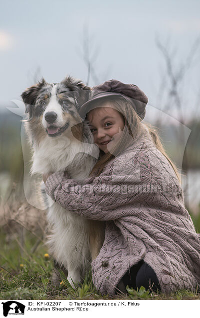 Australian Shepherd Rde / KFI-02207