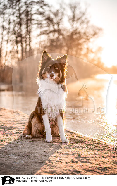 Australian Shepherd Rde / ABR-01141