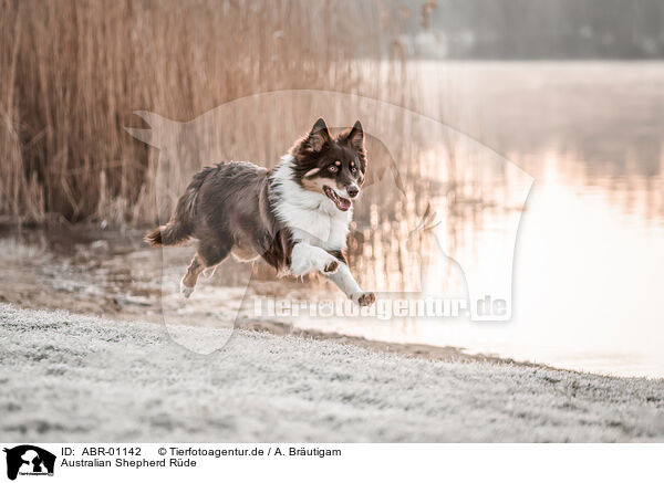 Australian Shepherd Rde / male Australian Shepherd / ABR-01142