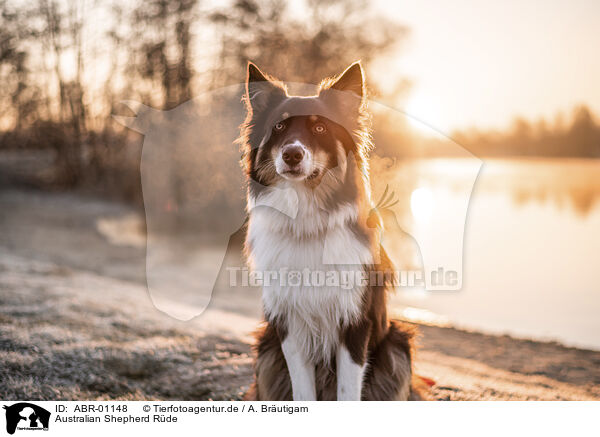 Australian Shepherd Rde / ABR-01148