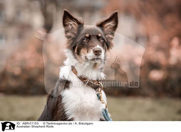 Australian Shepherd Rde / male Australian Shepherd / ABR-01153