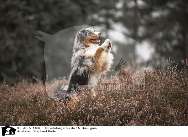 Australian Shepherd Rde / male Australian Shepherd / ABR-01166