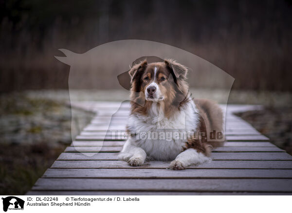 Australian Shepherd Hndin / female Australian Shepherd / DL-02248