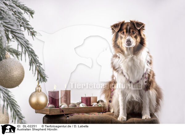 Australian Shepherd Hndin / female Australian Shepherd / DL-02251