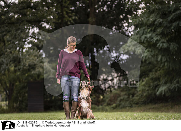 Australian Shepherd beim Hundesport / SIB-02379