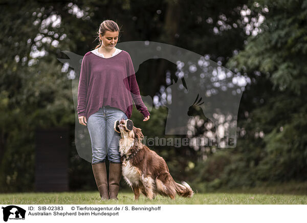 Australian Shepherd beim Hundesport / SIB-02383