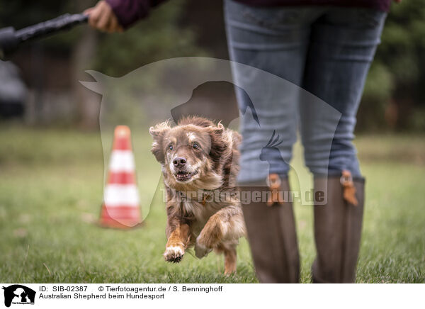 Australian Shepherd beim Hundesport / Australian Shepherd at dog sport / SIB-02387