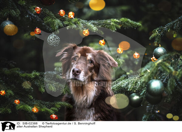 alter Australian Shepherd / old Australian Shepherd / SIB-02388