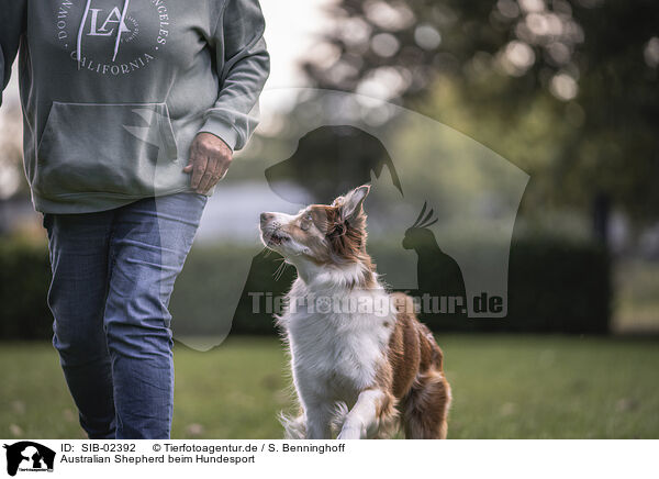 Australian Shepherd beim Hundesport / SIB-02392