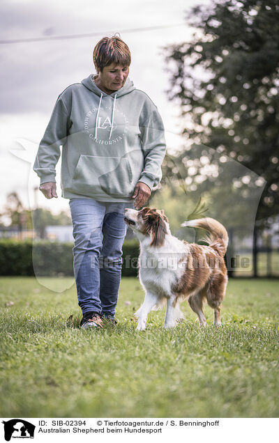 Australian Shepherd beim Hundesport / SIB-02394
