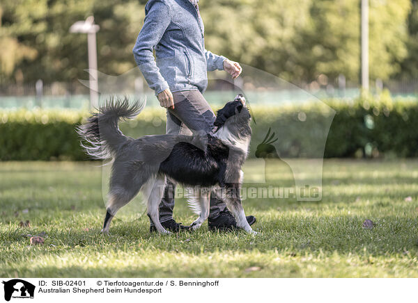 Australian Shepherd beim Hundesport / Australian Shepherd at dog sport / SIB-02401